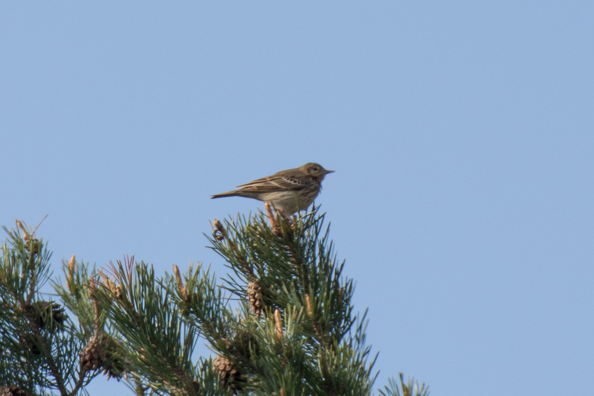 Tree Pipit - Roman Pícha