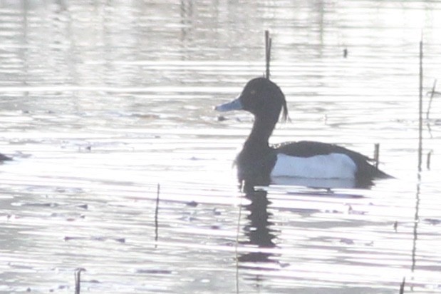 Tufted Duck - ML156510521