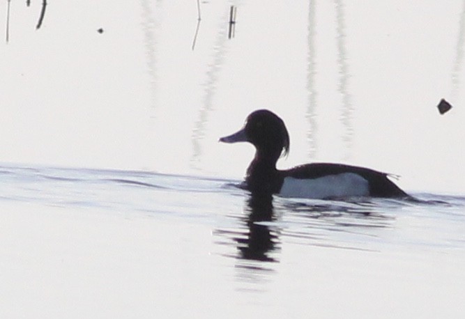 Tufted Duck - ML156510531
