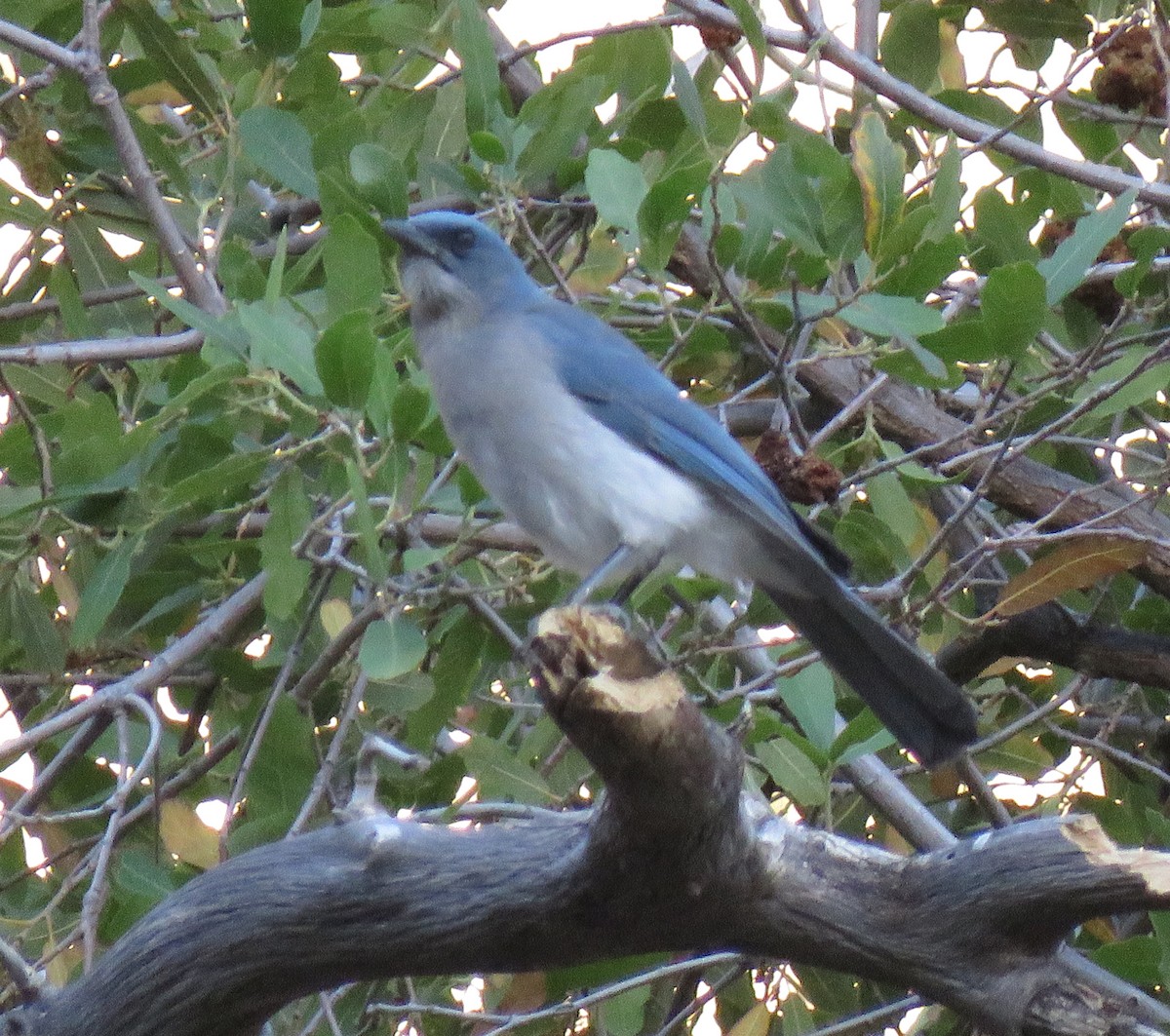 Mexican Jay - ML156510941