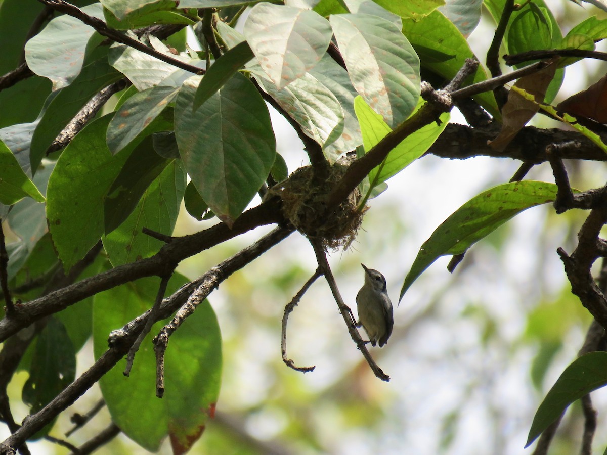 White-browed Gnatcatcher - ML156512981