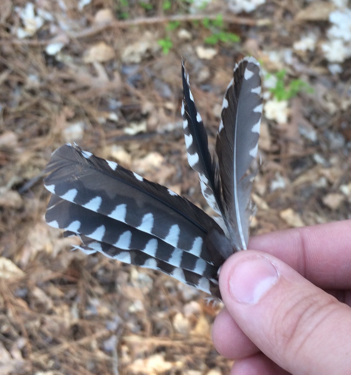 Yellow-bellied Sapsucker - ML156513971