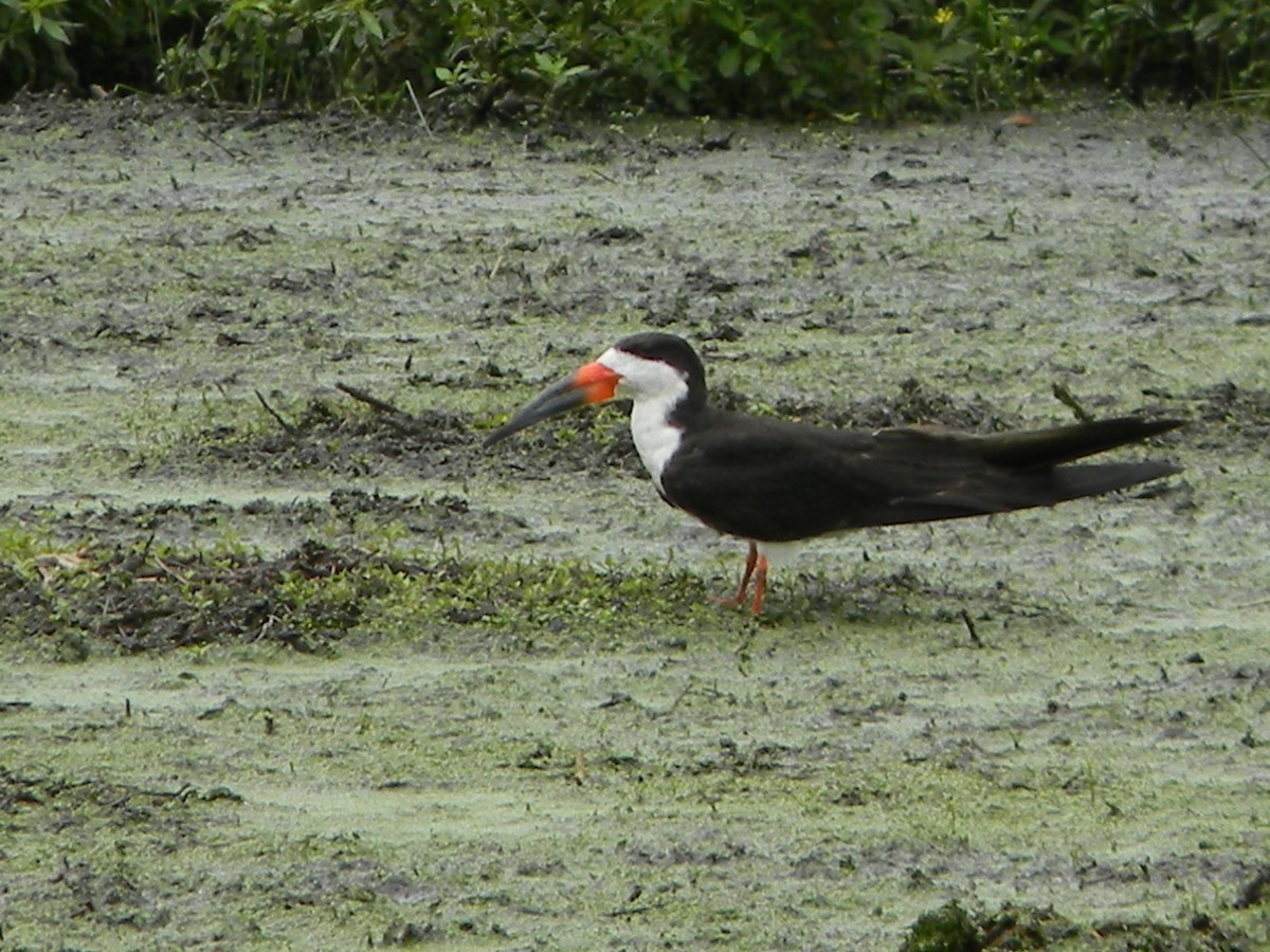 Bec-en-ciseaux noir - ML156515021