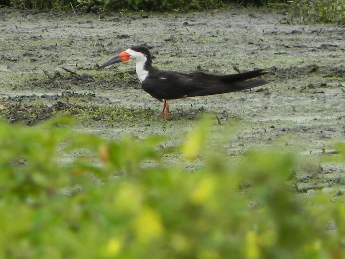 Bec-en-ciseaux noir - ML156515071