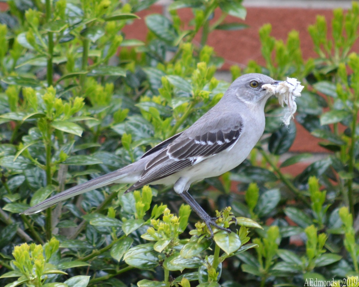 Northern Mockingbird - ML156515291
