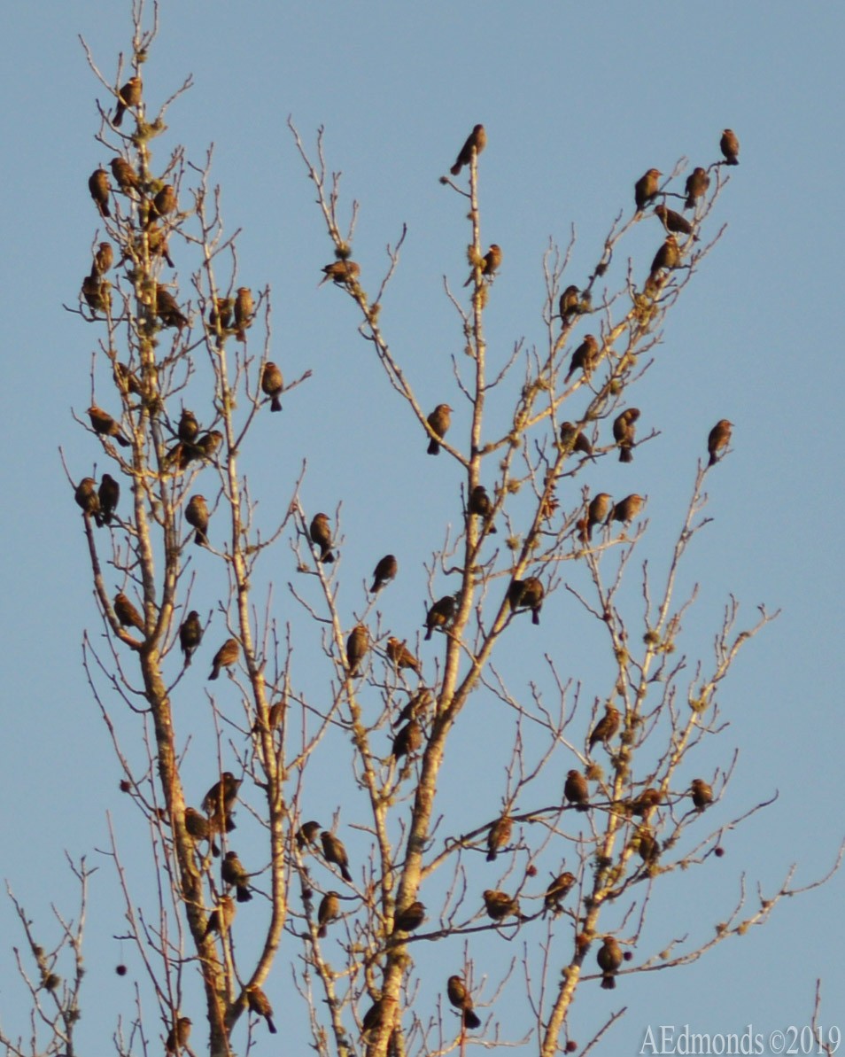 Red-winged Blackbird - ML156516251