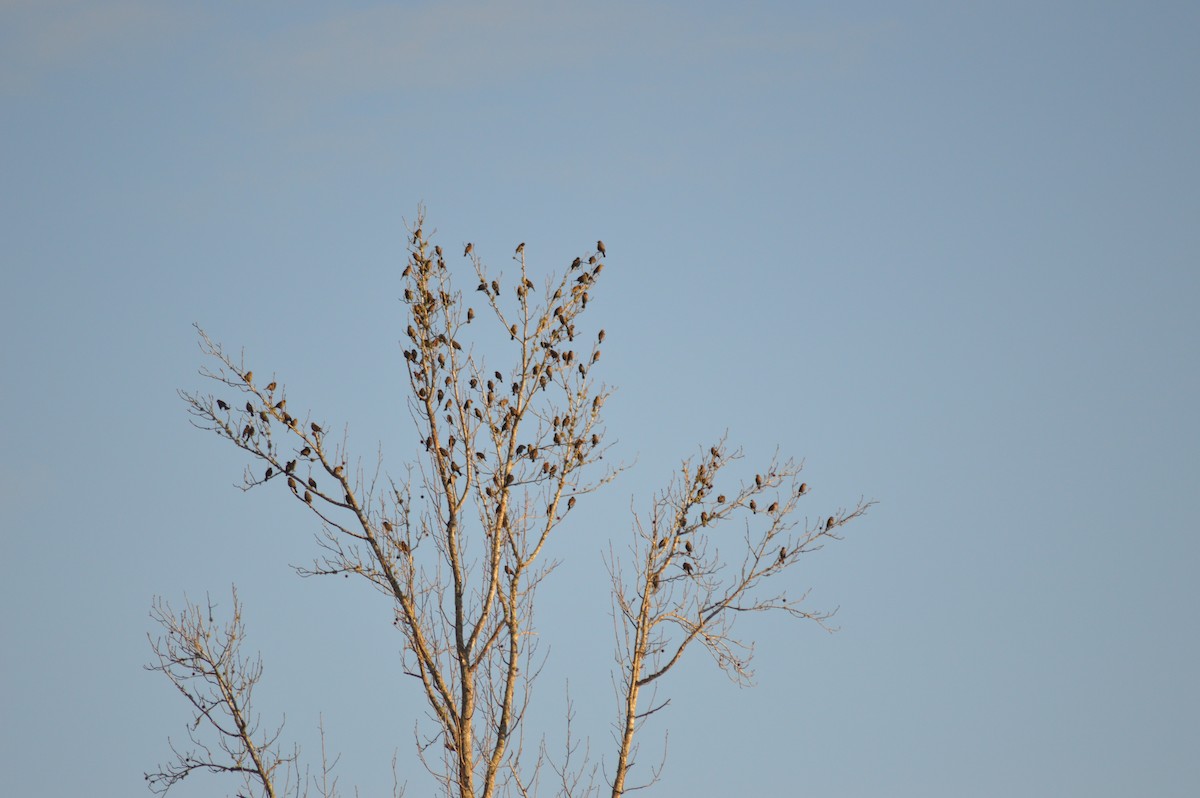 Red-winged Blackbird - ML156516481