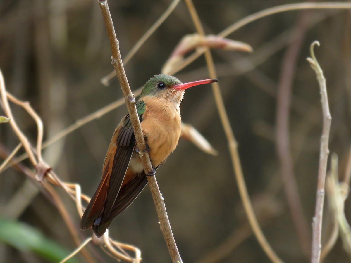 kolibřík ryšavý - ML156516541