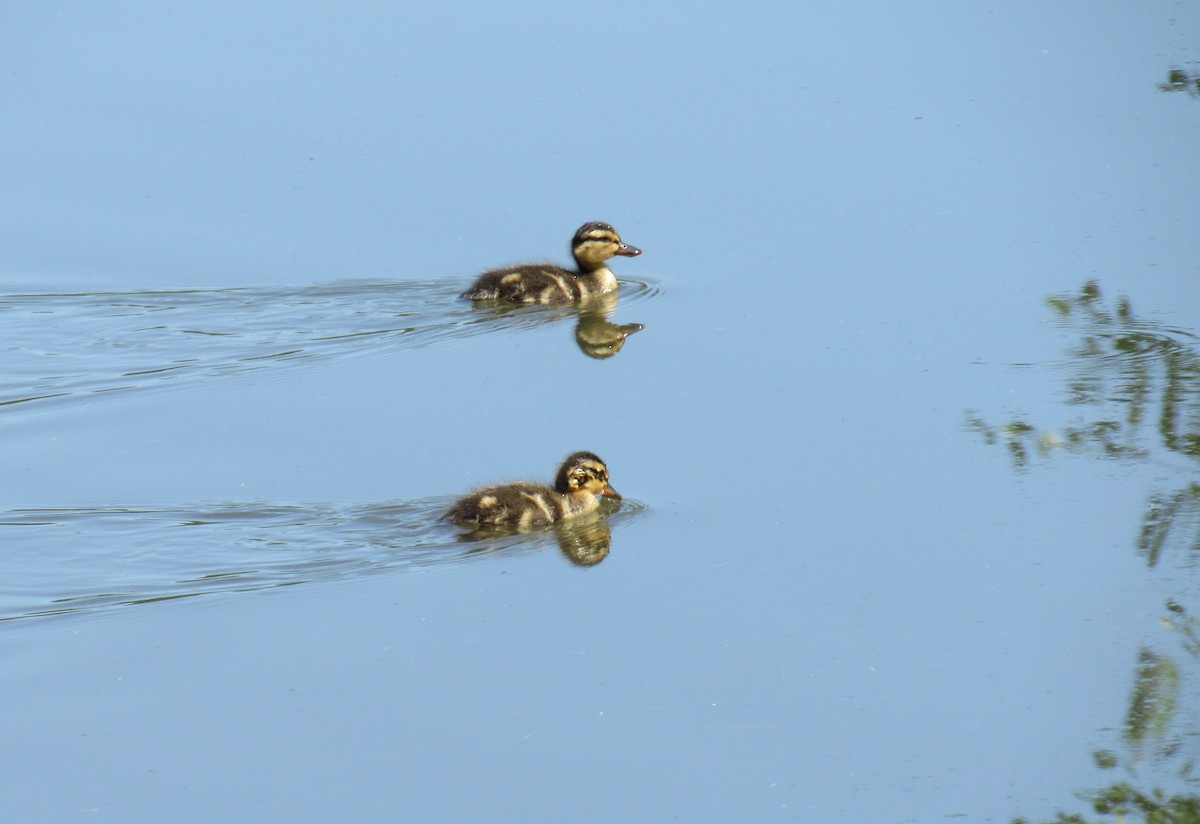 Mallard - ML156516641