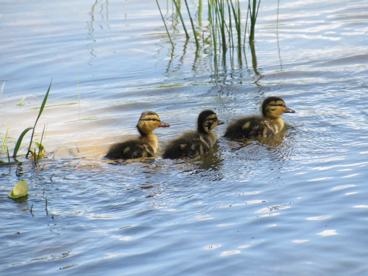 Mallard - ML156516651