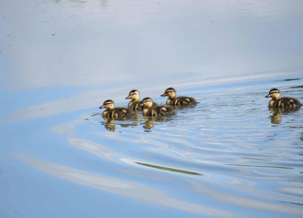 Mallard - ML156516671