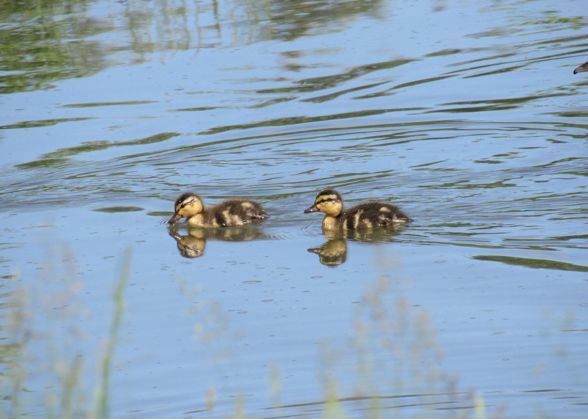 Mallard - ML156516681