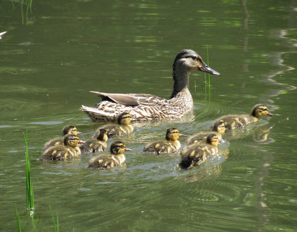 Mallard - ML156516691