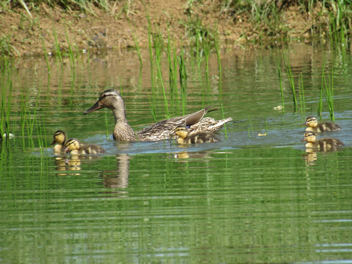 Mallard - ML156516711