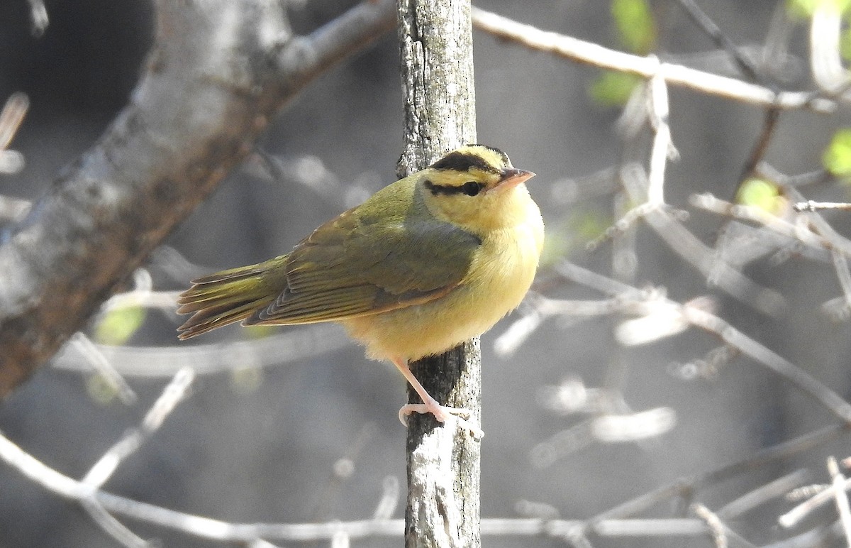 Worm-eating Warbler - shelley seidman