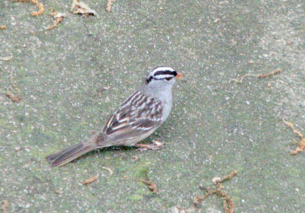 White-crowned Sparrow (leucophrys) - ML156517731