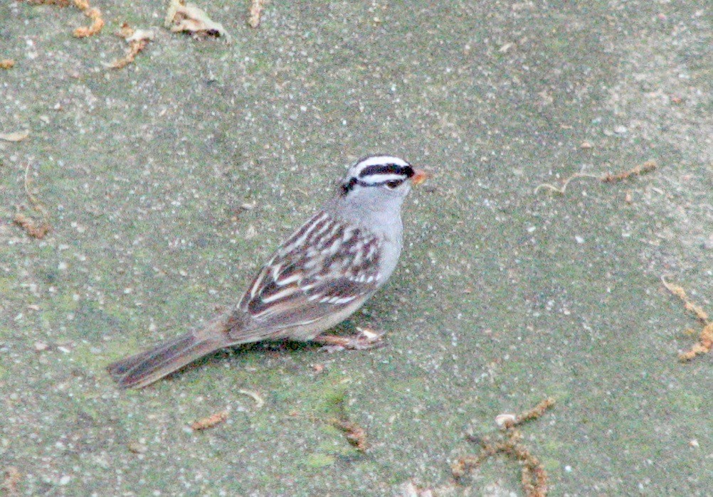 Bruant à couronne blanche (leucophrys) - ML156517731