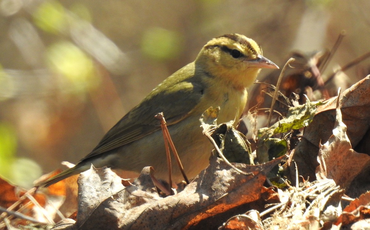 Worm-eating Warbler - shelley seidman