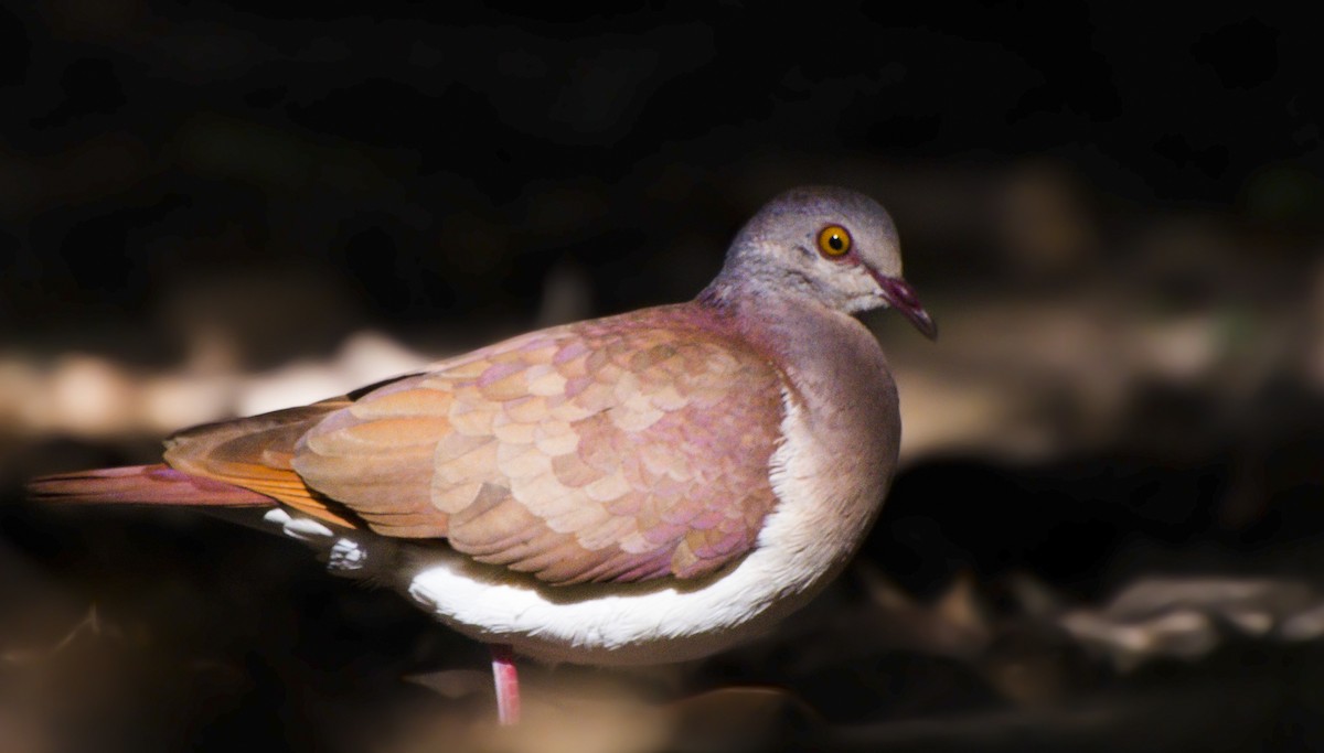 Violaceous Quail-Dove - ML156518431