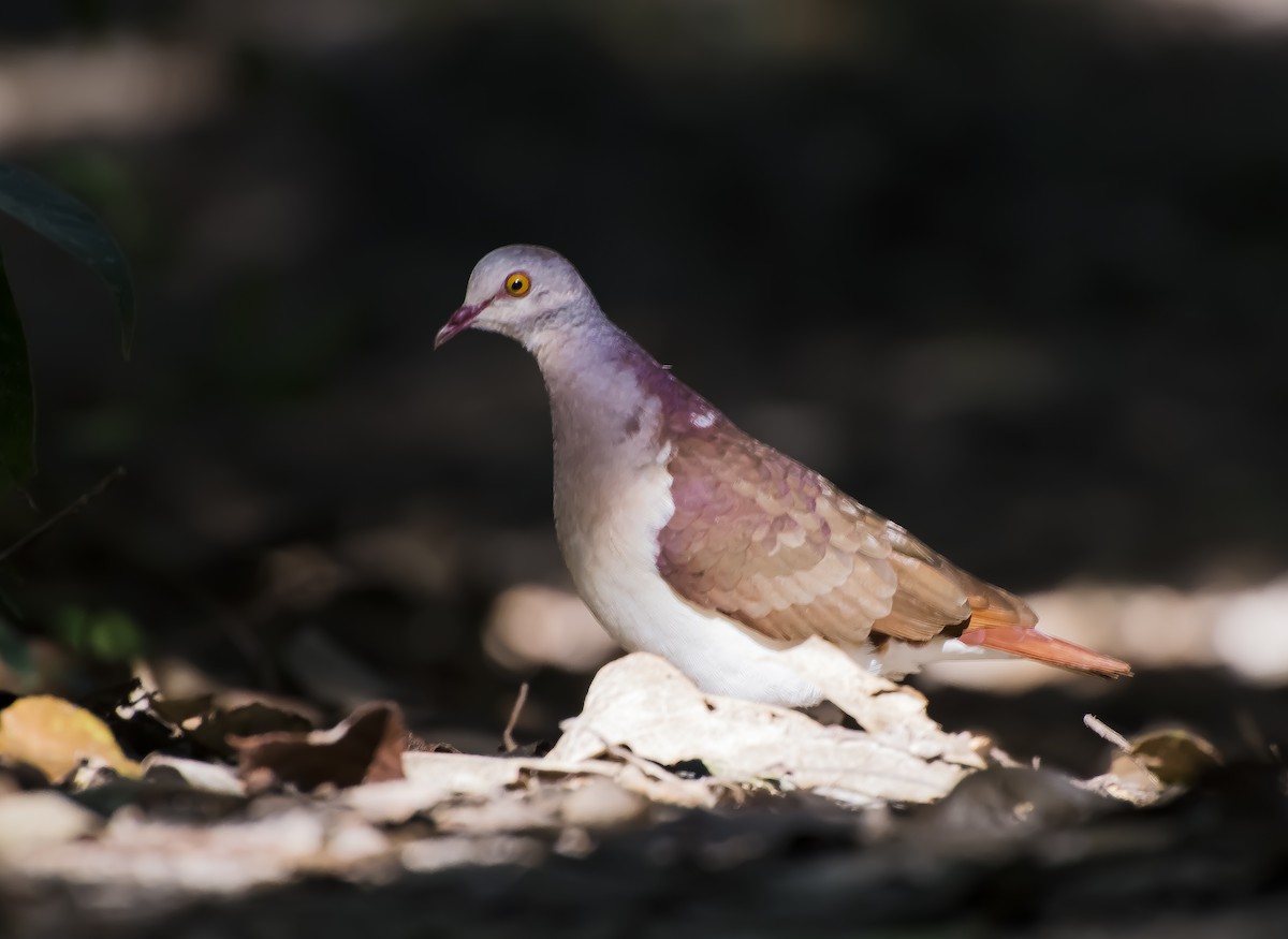 Colombe à nuque violette - ML156518511