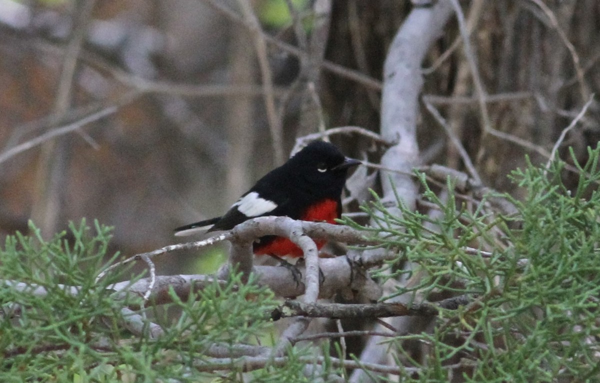 Painted Redstart - Jay Huila Balvin