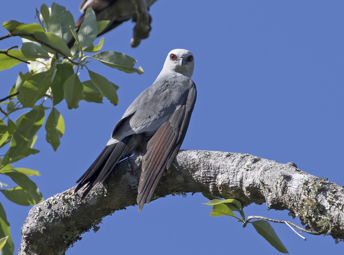 Mississippi Kite - Heather Wolf