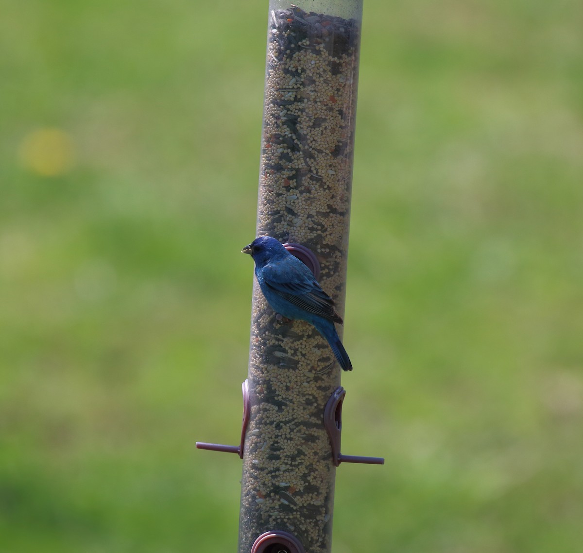 papežík indigový - ML156524201