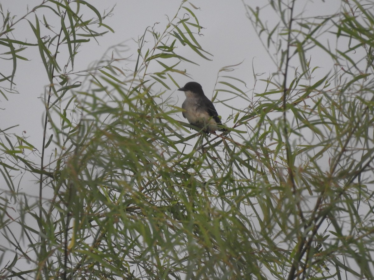 Eastern Kingbird - Angel Fong (Go Bird Honduras)