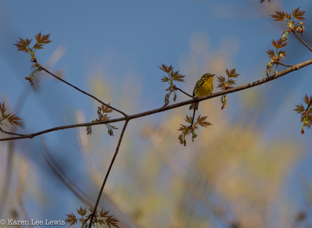 Prairie Warbler - Karen Lee Lewis