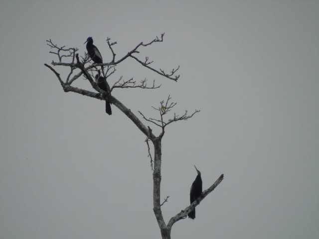 anhinga americká - ML156524901