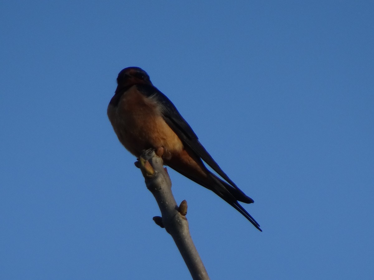 Barn Swallow - Thomas Ouchterlony