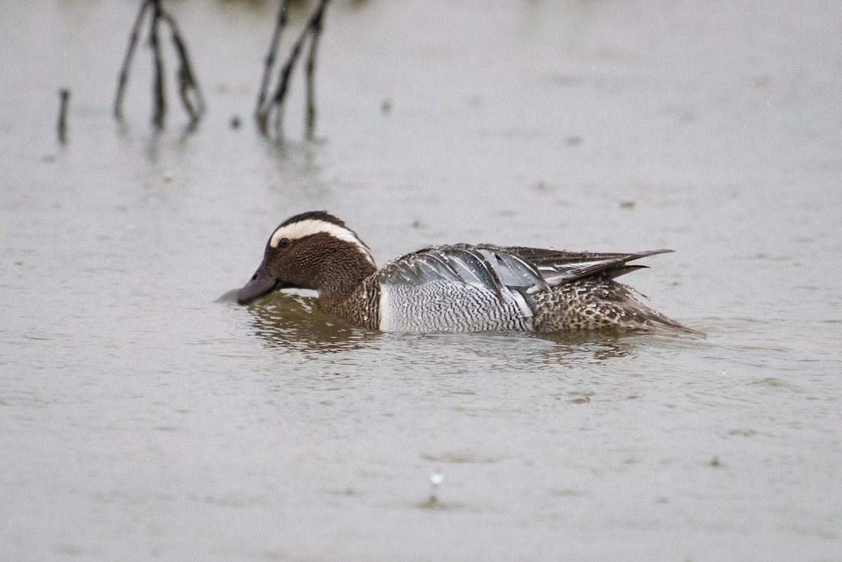 Garganey - Adam Jackson