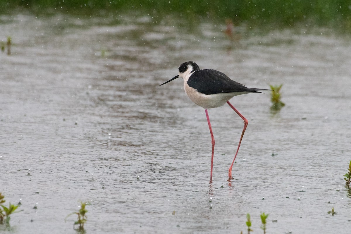 Black-winged Stilt - ML156529011