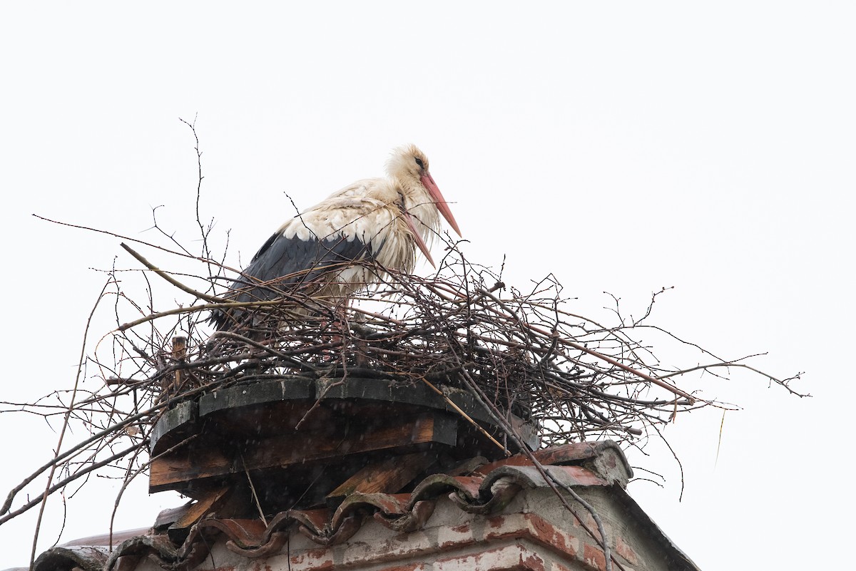 White Stork - ML156529131