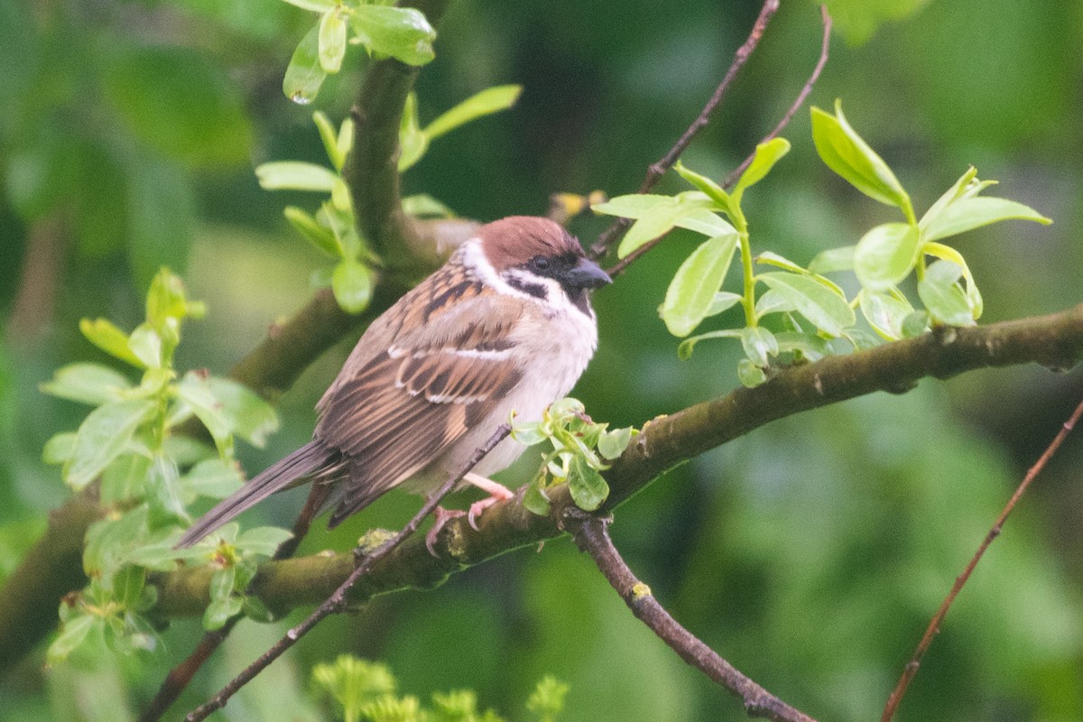 Eurasian Tree Sparrow - ML156529221