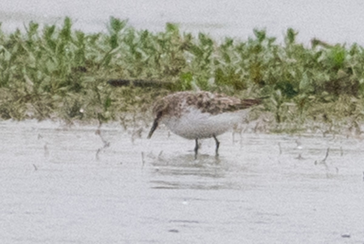 Little Stint - ML156529271