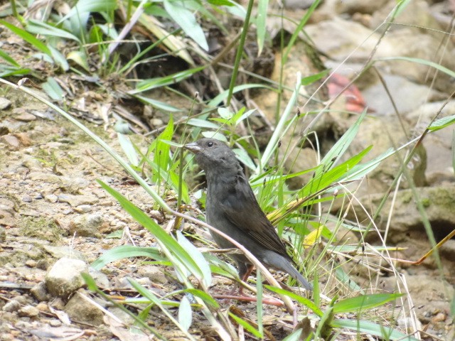 Slaty Finch - jaime  suarez mejia