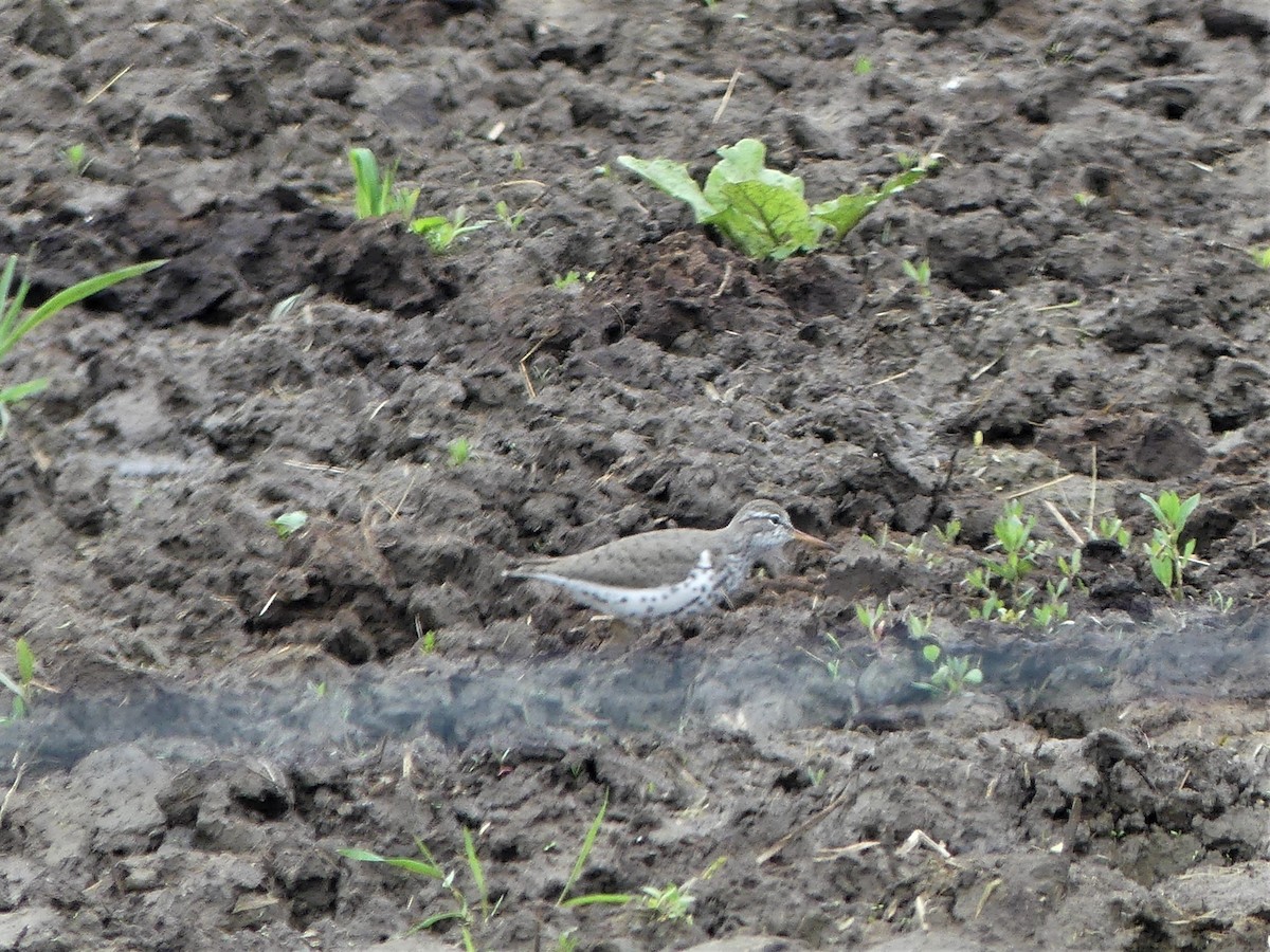 Spotted Sandpiper - ML156530571