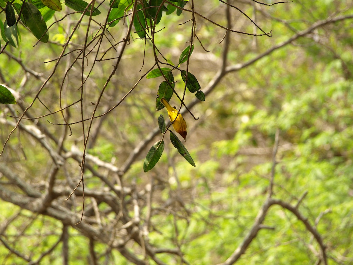 Northern/Mangrove Yellow Warbler - Fundacion Proecoazuero
