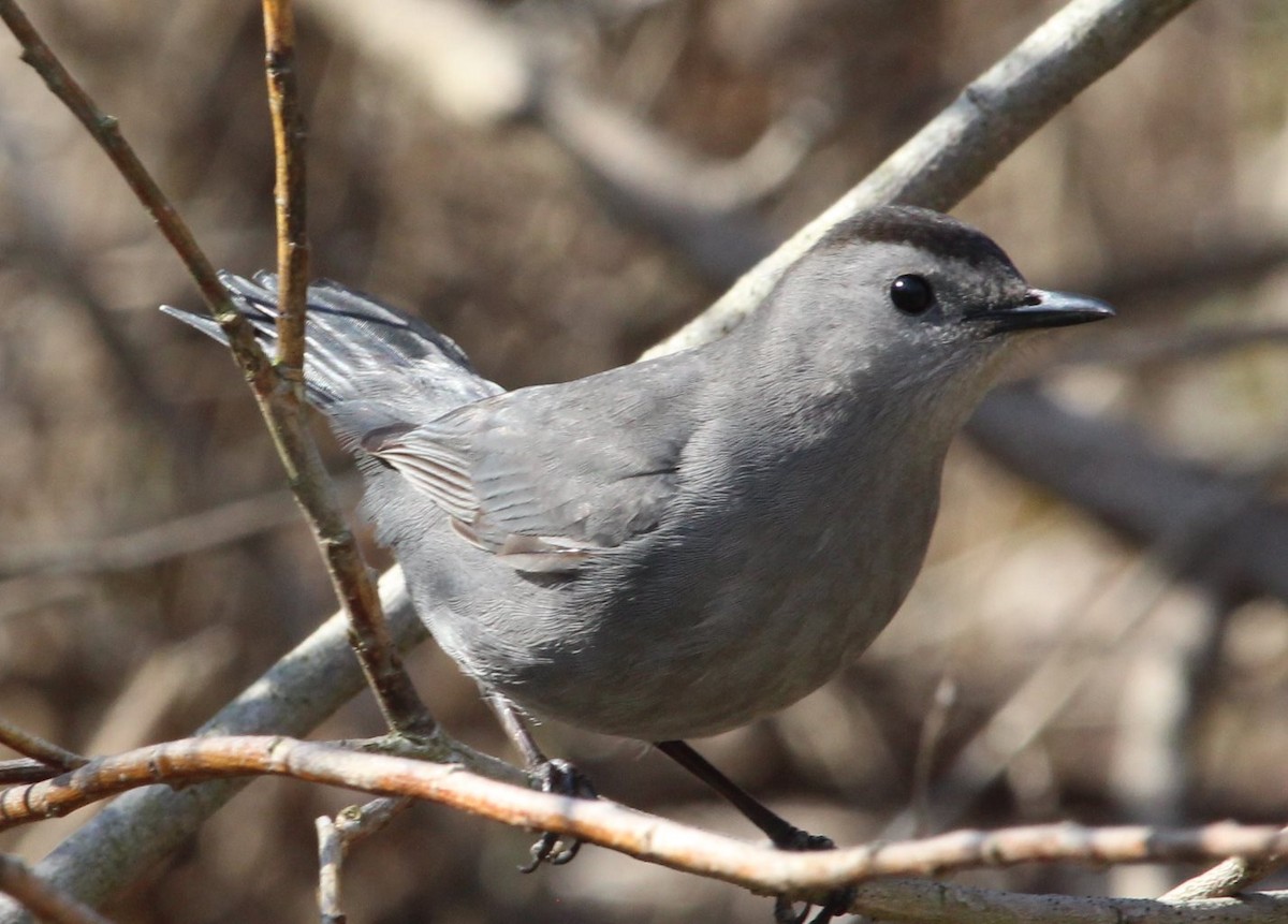 Gray Catbird - ML156531831