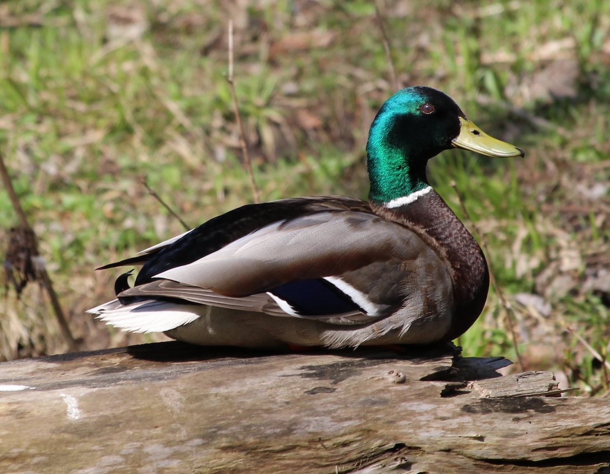 Canard colvert - ML156532001