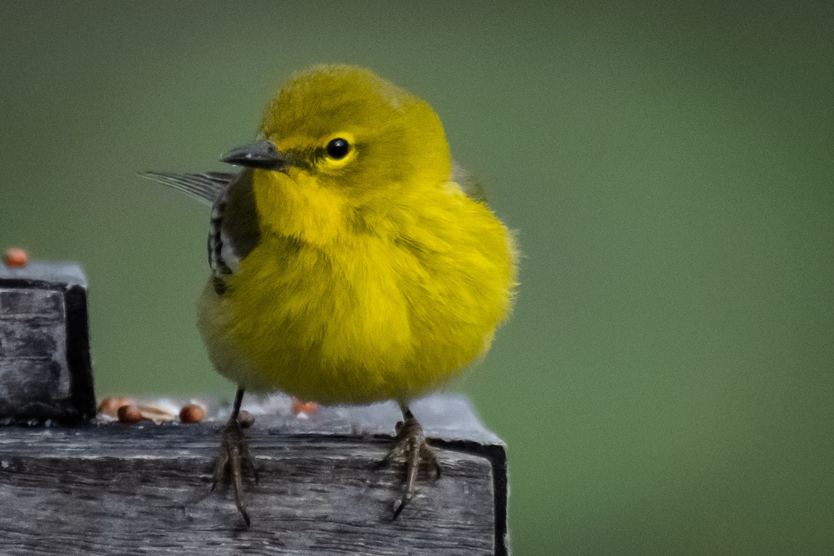 Pine Warbler - ML156532731