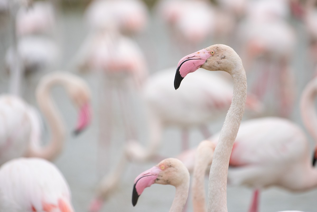 Greater Flamingo - ML156534631