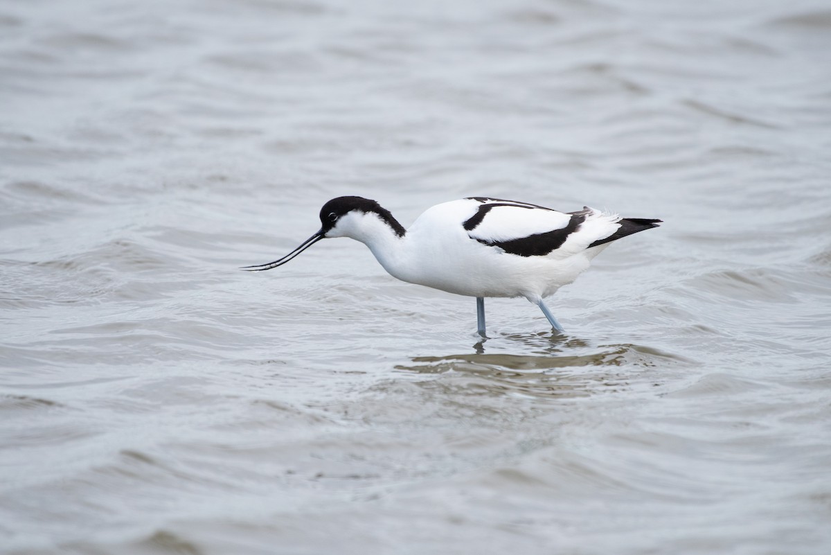 Pied Avocet - ML156534671