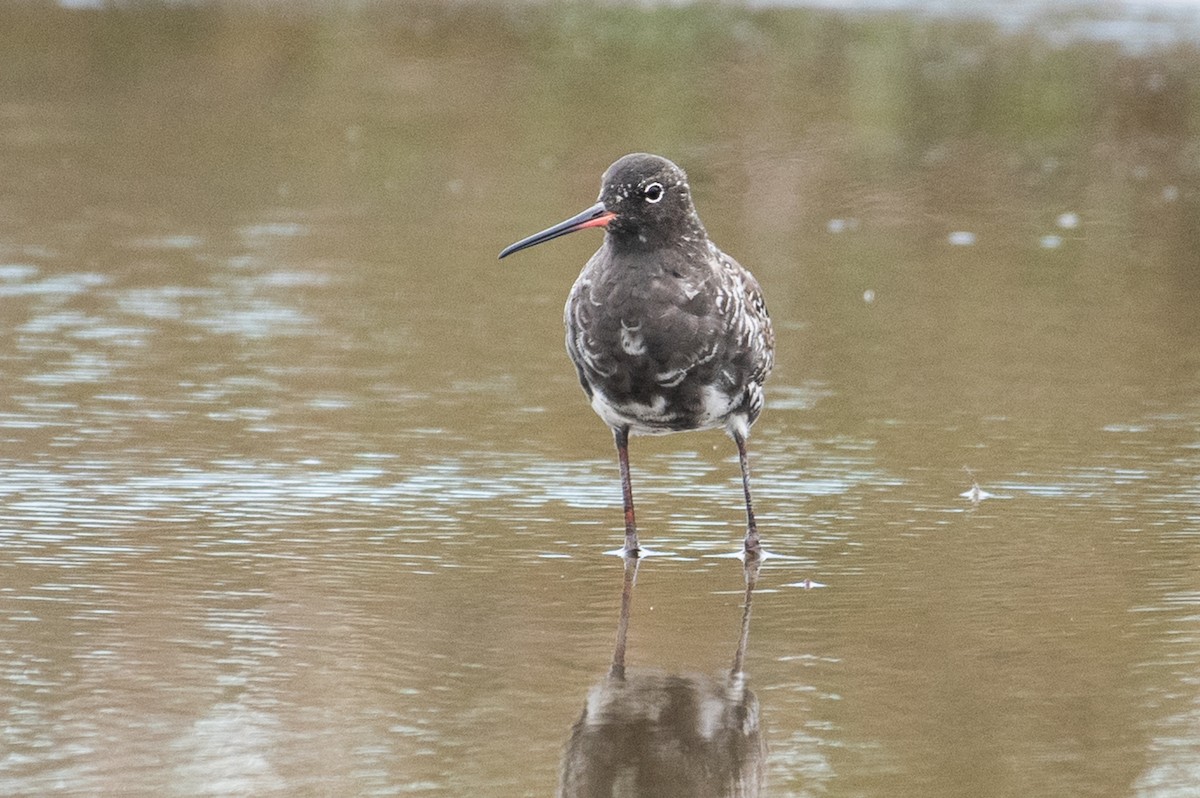 Spotted Redshank - ML156534731