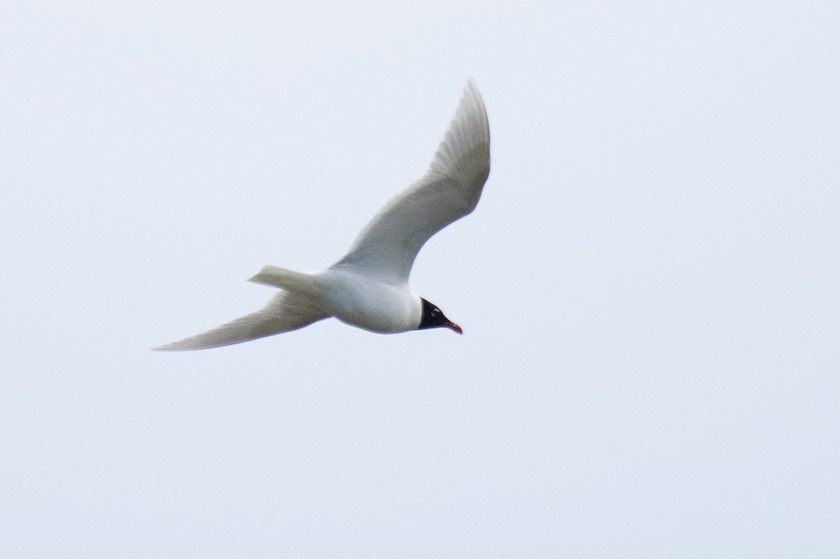 Mediterranean Gull - ML156534821