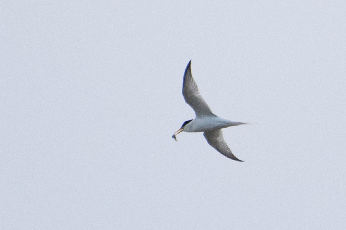 Little Tern - ML156534901