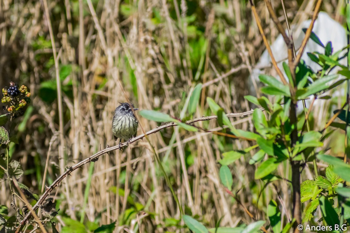 Tufted Tit-Tyrant - ML156534911