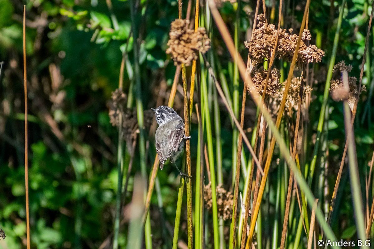 Tufted Tit-Tyrant - ML156534921