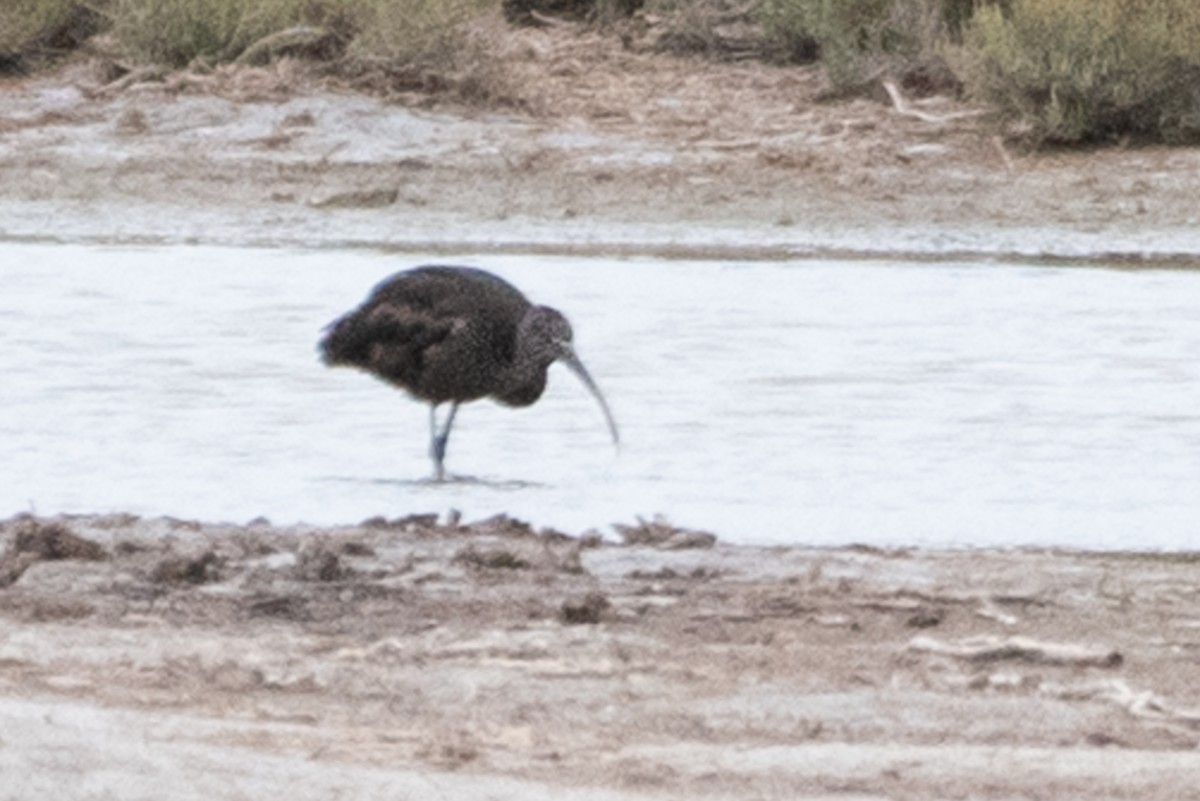 Glossy Ibis - ML156535171